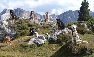 Eine Gruppe von Hunden sitzt auf Felsen in einer bergigen Landschaft. Im Hintergrund sind majestätische Berge und ein klarer Himmel zu sehen. | © S&H Hundewelt Wandertouren GmbH