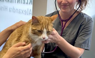 Eine Tierärztin untersucht eine orangefarbene Katze mit einem Stethoskop. Im Hintergrund sind einige medizinische Instrumente sichtbar.