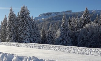 A snowy winter landscape with tall, snow-covered fir trees. The sky is clear and blue, and mountains can be seen in the background. | © Panoramahütte