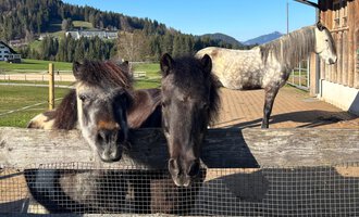 Two ponies are standing close to a wooden fence, looking curiously. In the background, a gray horse and a picturesque landscape can be seen. | © Sabine Eberle