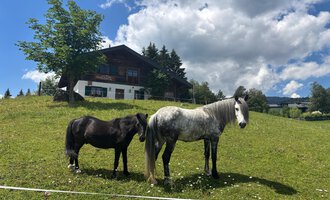 Zwei Pferde stehen auf einer grünen Wiese vor einem Haus. Der Himmel ist blau mit einigen Wolken. | © Sabine Eberle