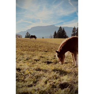 Eine weite Wiese mit grünem Gras und einigen Pferden im Hintergrund. Der Himmel ist klar und die Berge sind in der Ferne sichtbar.