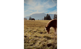 Eine weite Wiese mit grünem Gras und einigen Pferden im Hintergrund. Der Himmel ist klar und die Berge sind in der Ferne sichtbar.