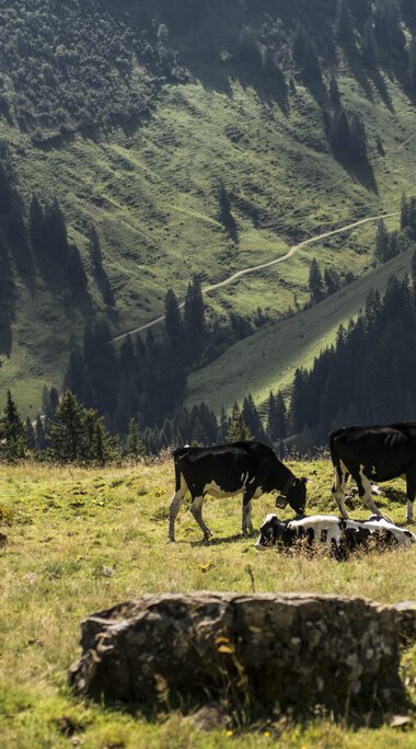 Kühe und Schafe grasen auf einer Bergwiese im Schwarzwald, umgeben von grünen Hügeln und Wäldern, bei sonnigem Wetter. | © Kleinwalsertal Tourismus eGen • Fotograf: Andre Tappe