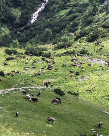 Mountain landscape with many yaks grazing on green meadows, surrounded by steep mountain walls, with waterfalls in the background. | © Kleinwalsertal Tourismus eGen • Photographer: Andre Tappe