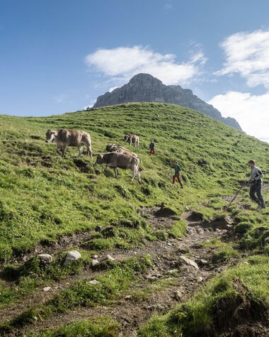 People hiking on a green, hilly meadow with cows, with a mountain peak in the background under a blue sky. | © Kleinwalsertal Tourismus eGen • Photographer: Andre Tappe