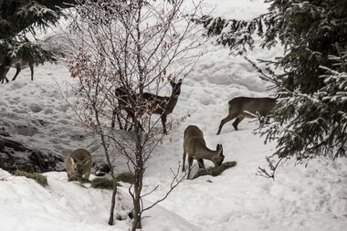 Four deer in a snowy winter landscape among trees, during wildlife feeding. | © Kleinwalsertal Tourismus eGen • Photographer: Andre Tappe