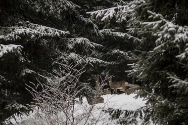 Herd of deer in snowy forest, seen through branches and trees. | © Kleinwalsertal Tourismus eGen • Photographer: Andre Tappe