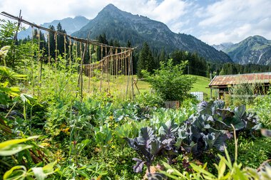 Gemüsegarten vor majestätischer Bergkulisse mit Gemüsepflanzen und Gartenzaun aus Seilen in den Bergen. | © Kleinwalsertal Tourismus eGen • Fotograf: Dominik Berchtold