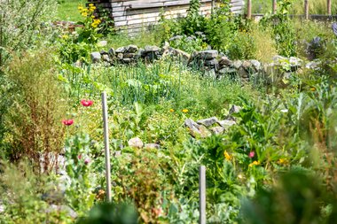 Voller Permakultur-Garten mit vielfältigen Pflanzen, Steinen und einem hölzernen Zaun im Hintergrund. | © Kleinwalsertal Tourismus eGen • Fotograf: Dominik Berchtold