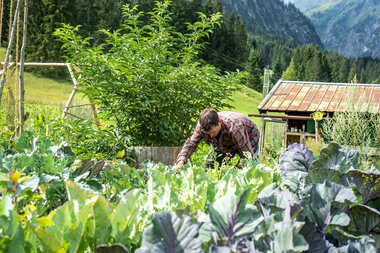 Mann in Permakultur-Garten, pflückt Gemüse, umgeben von Salat und Kohl, mit Bergen im Hintergrund. | © Kleinwalsertal Tourismus eGen • Fotograf: Dominik Berchtold