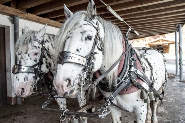 Three black and white spotted horses hitched and standing in a shelter, ready for a carriage ride. | © Kleinwalsertal Tourismus eGen • Photographer: Dominik Berchtold