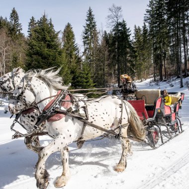 A horse-drawn carriage rides through a snowy winter landscape, pulled by a white horse with black spots. | © Kleinwalsertal Tourismus eGen • Photographer: Dominik Berchtold