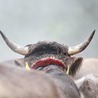 Cattle with large horns during the Alpine descent celebration, with more cattle in the background. | © Kleinwalsertal Tourismus eGen • Photographer: Frank Drechsel