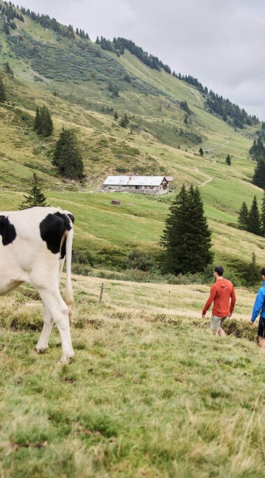 Four hikers walk through a green mountain landscape with meadows and fir trees under a cloudy sky, with a cow in the foreground. | © Kleinwalsertal Tourismus eGen • Photographer: Oliver Farys