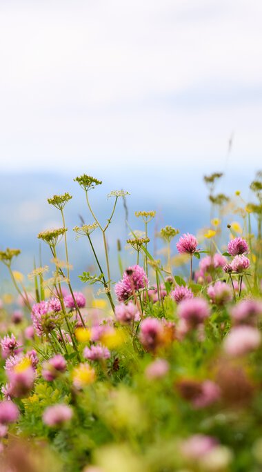 Colorful wildflower meadow in the mountains with a sky in the background during summer. | © Kleinwalsertal Tourismus eGen • Photographer: Oliver Farys