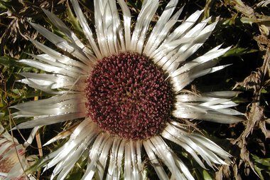 Silberdistel mit silbrig glänzenden Blättern und einer dunklen, körbchenartigen Blüte in der Mitte, umgeben von grünen Blättern. | © Kleinwalsertal Tourismus eGen