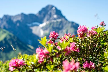 Bunte Alpenrosen vor einer Bergkulisse mit schneebedeckten Gipfeln im Hintergrund. | © Kleinwalsertal Tourismus eGen • Fotograf: Dominik Berchtold