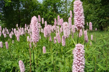 Pinkfarbene Blüten des Schlangenknöterichs in einer Wiese mit grünen Bäumen im Hintergrund. | © Kleinwalsertal Tourismus eGen