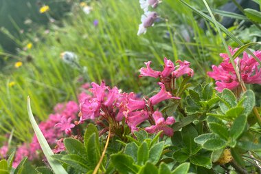 Nahaufnahme von pinken Alpenrosen mit grünen Tellern im Gebirge, umgeben von anderen bunten Blumen und Gräsern | © Kleinwalsertal Tourismus eGen