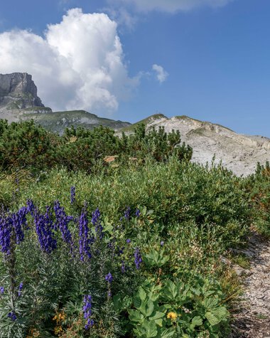 Berglandschaft mit violetten Blumen, grünen Büschen und einem steinigen Pfad unter einem blauen Himmel mit Wolken. | © Kleinwalsertal Tourismus eGen • Fotograf: Steffen Berschin