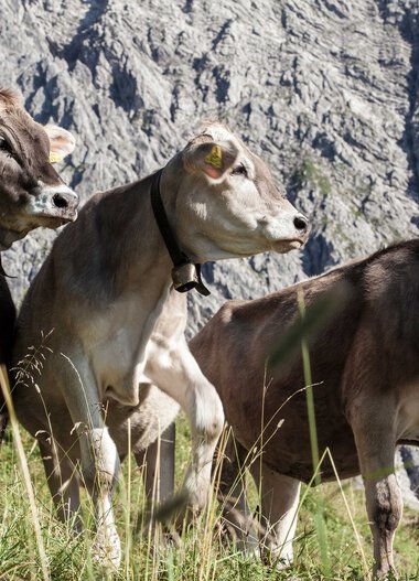 Three cows grazing on grass in front of a rocky mountain, facing right, sunlight shining. | © Kleinwalsertal Tourismus eGen • Photographer: Frank Drechsel