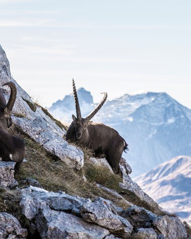 Two chamois climbing on rocky terrain with a mountain backdrop, including snow-capped peaks in the background. | © Kleinwalsertal Tourismus eGen • Photographer: Frank Drechsel
