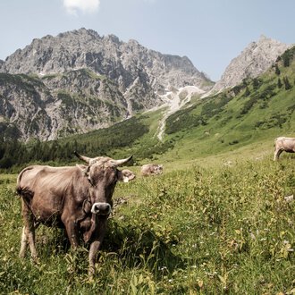 Cows grazing in a green meadow with mountains in the background. | © Kleinwalsertal Tourismus eGen • Photographer: Frank Drechsel
