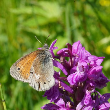 A brown butterfly resting on a pink-purple flower in a green meadow landscape. | © Kleinwalsertal Tourismus eGen • Photographer: Petra Schattanek