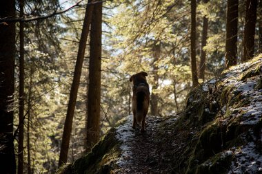 Dog walking on a snowy forest trail illuminated by sunlight, surrounded by tall trees in the autumn forest. | © Kleinwalsertal Tourismus eGen • Photographer: Lukas Rinner