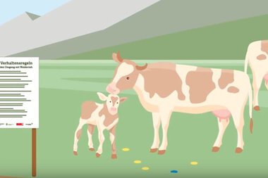 Illustration of cows and a calf on a pasture, with a sign of behavioral rules and footprints in the foreground. | © Bundesministerium für Nachhaltigkeit und Tourismus