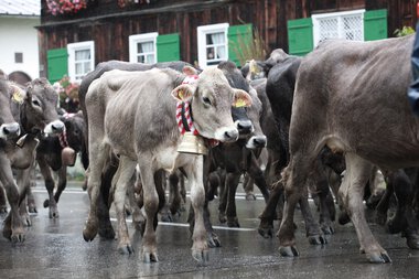 Eine Gruppe von Kühen und Kälbern bei einem Almabtrieb in einer niederbayerischen Ortschaft, lärmend auf einer nassen Straße. | © Kleinwalsertal Tourismus eGen • Fotograf: Frank Drechsel